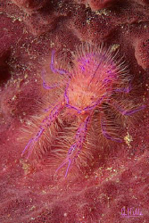 Squat lobster on a barrel sponge.
EOS5D by Arthur Telle Thiemann 